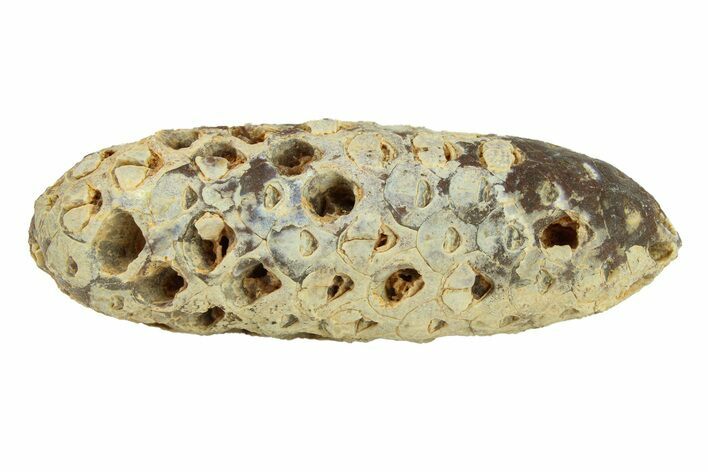 Fossil Seed Cone (Or Aggregate Fruit) - Morocco #288754